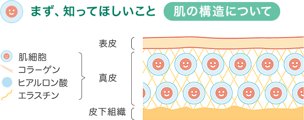 肌の構造について